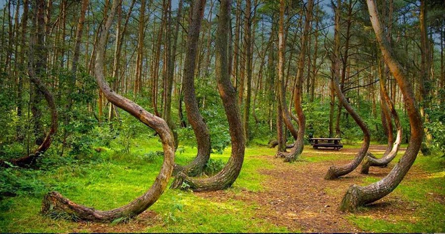 Pădurea Hoia Baciu - Cluj Napoca